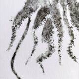 Framed Art Print, "Gyotaku of a Cuttlefish"