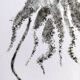 Impression d'art encadrée, "Gyotaku d'une seiche"