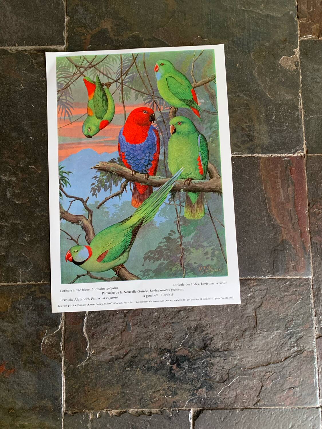 Affichette "Les Oiseaux du Monde" - 1969