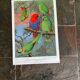 Affichette "Les Oiseaux du Monde" - 1969