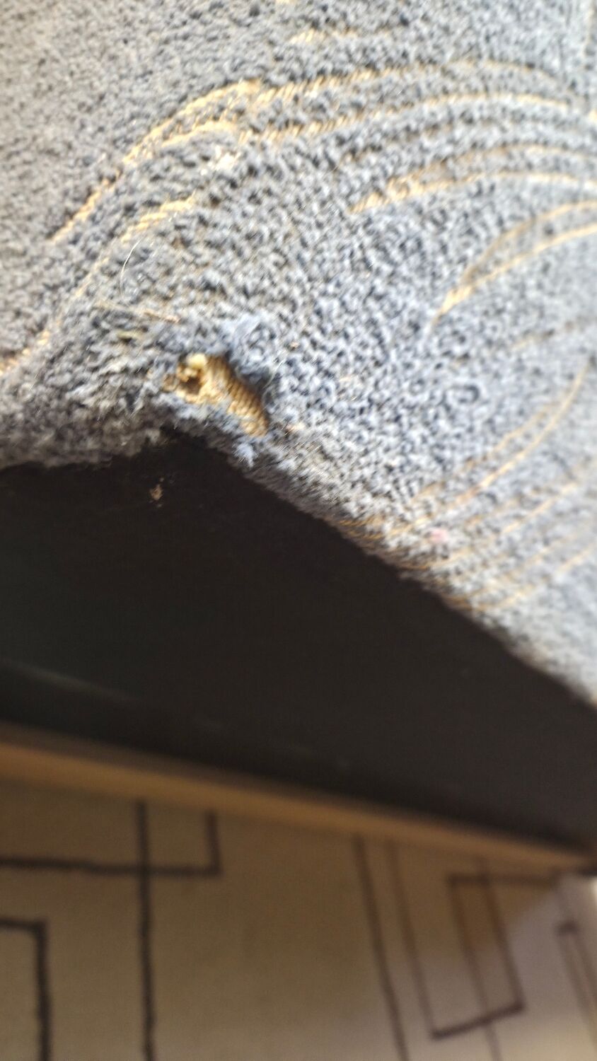 1950s canapé daybed