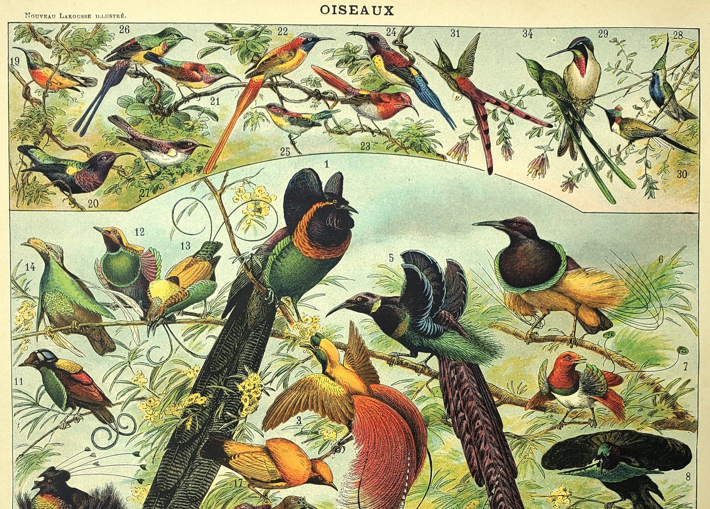 Antique engraving 1897 - Birds 2, species, bird of paradise