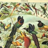 Gravure ancienne 1897 - Oiseaux 2, espèces, paradisier