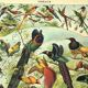 Antique engraving 1897 - Birds 2, species, bird of paradise