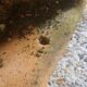Pair of planter wall half moon