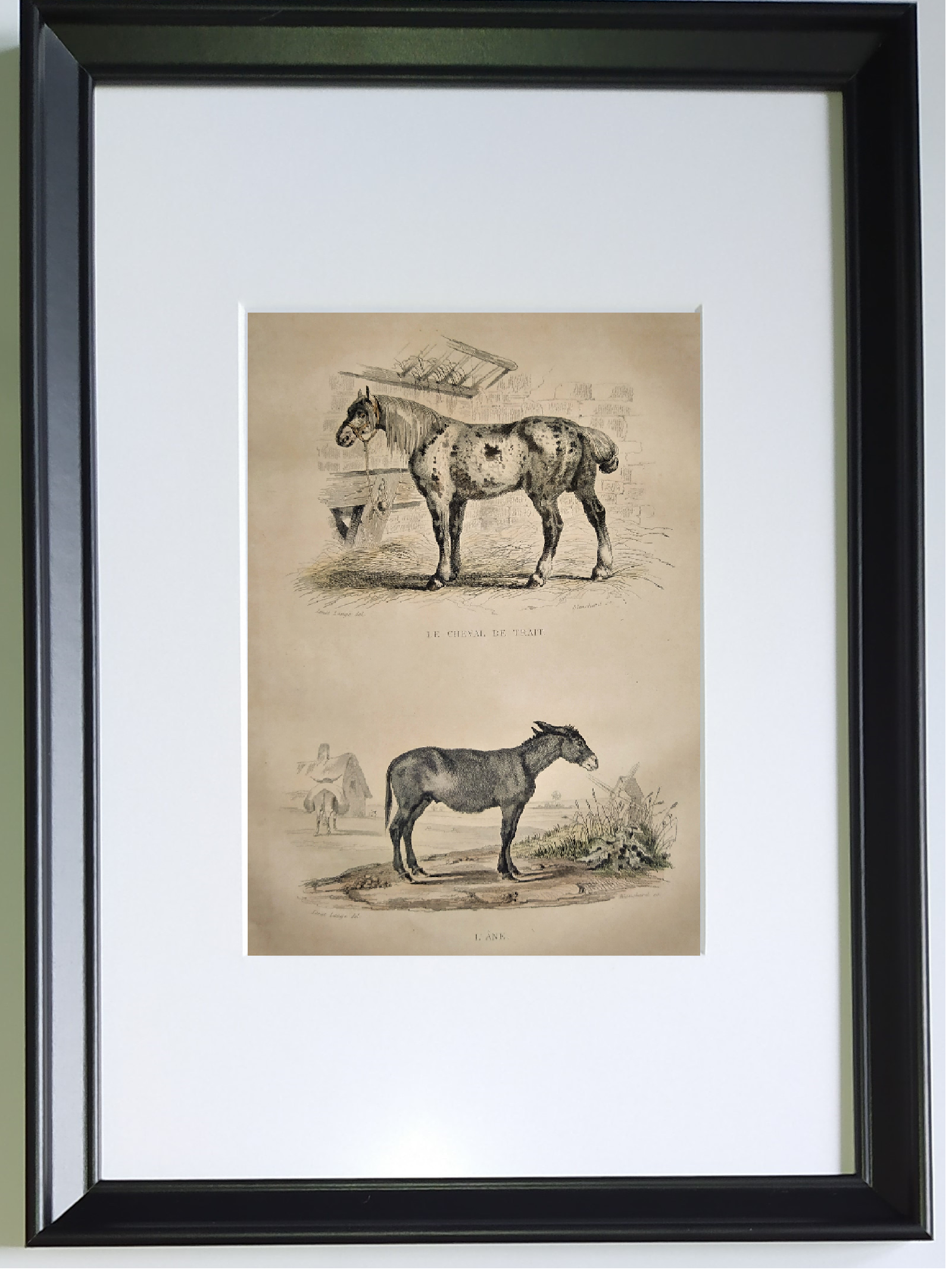 Original zoological frame engraving of 1839 " tait's horse,.... "