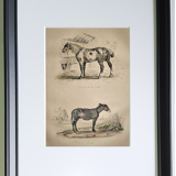 Original zoological frame engraving of 1839 " tait's horse,.... "