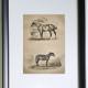 Original zoological frame engraving of 1839 " tait's horse,.... "