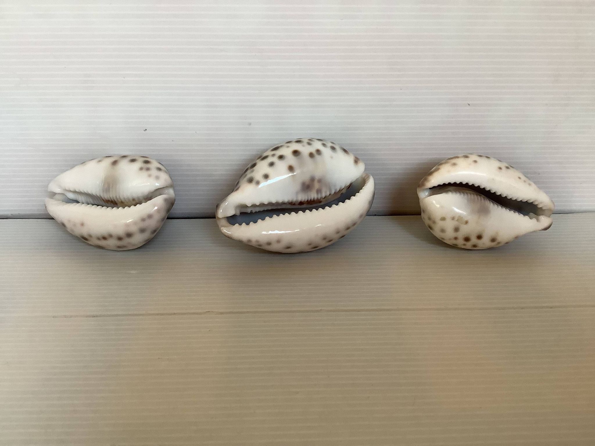 Trio de coquillages cypraea tigris