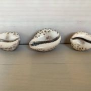 Trio de coquillages cypraea tigris