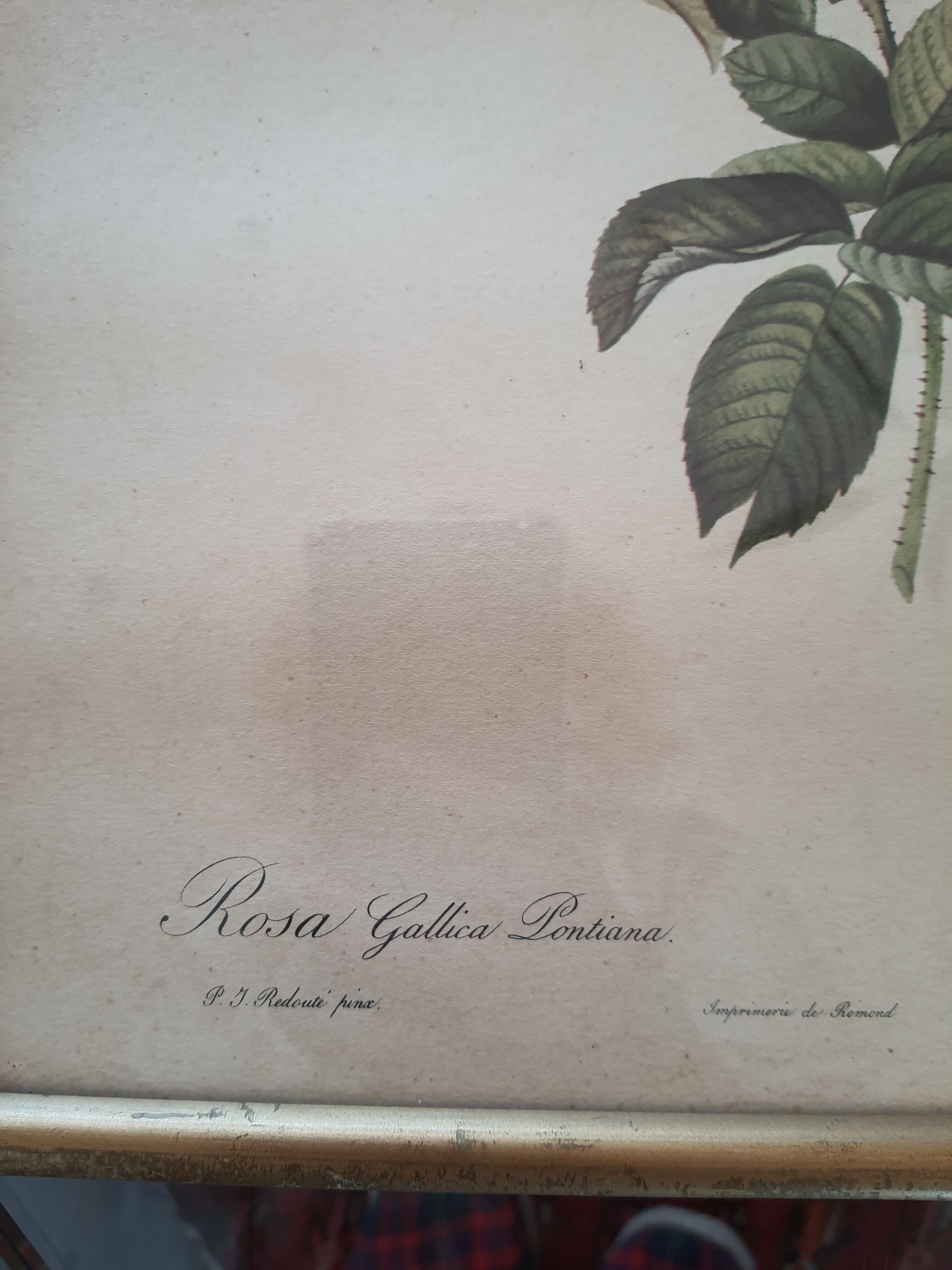 Dreaded pink engraving