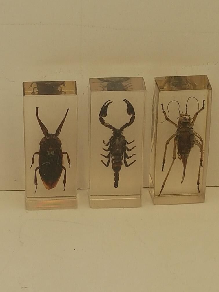 Batch of 3 insects in resin inclusion