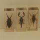 Batch of 3 insects in resin inclusion