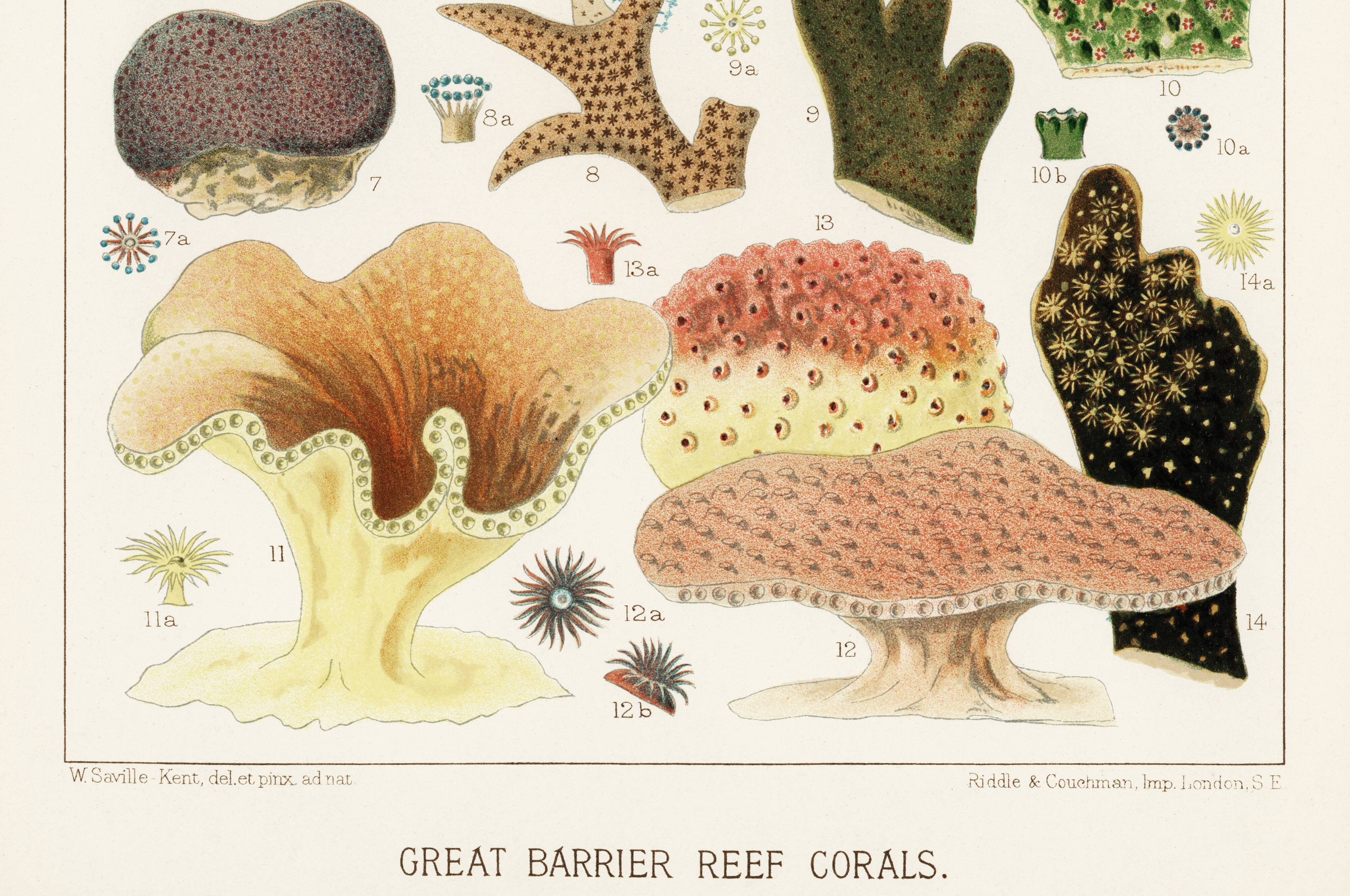 Affiche sur les coraux de la Grande Barrière de Corail, 1893