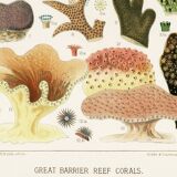Affiche sur les coraux de la Grande Barrière de Corail, 1893