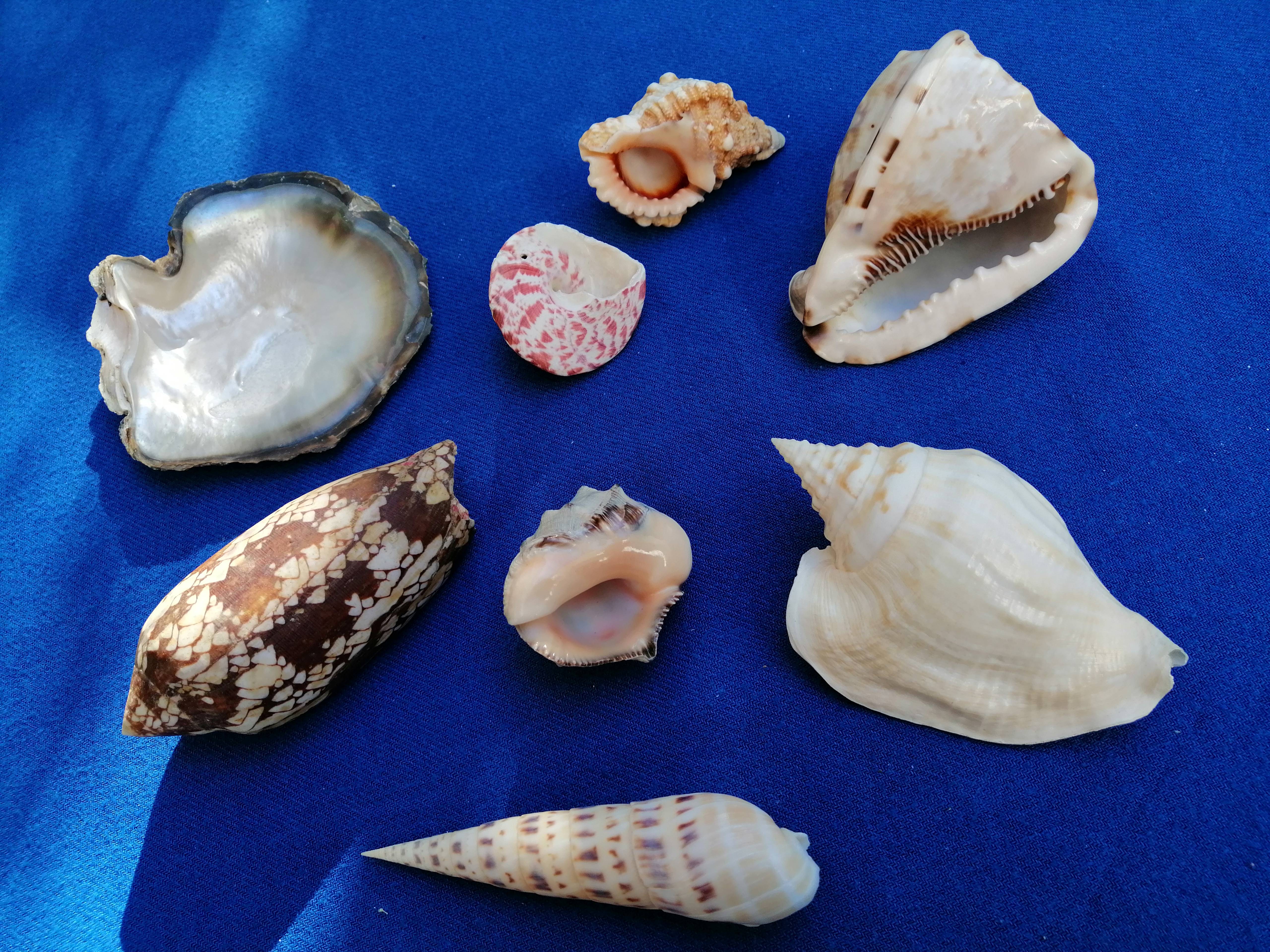 Lot de coquillages