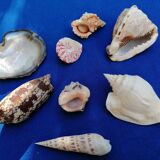 Set of shells