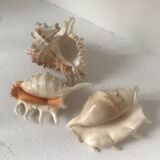Lot of conch shells and 7 fingers Comoros