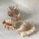 Lot coquillages conques et 7 doigts Comores