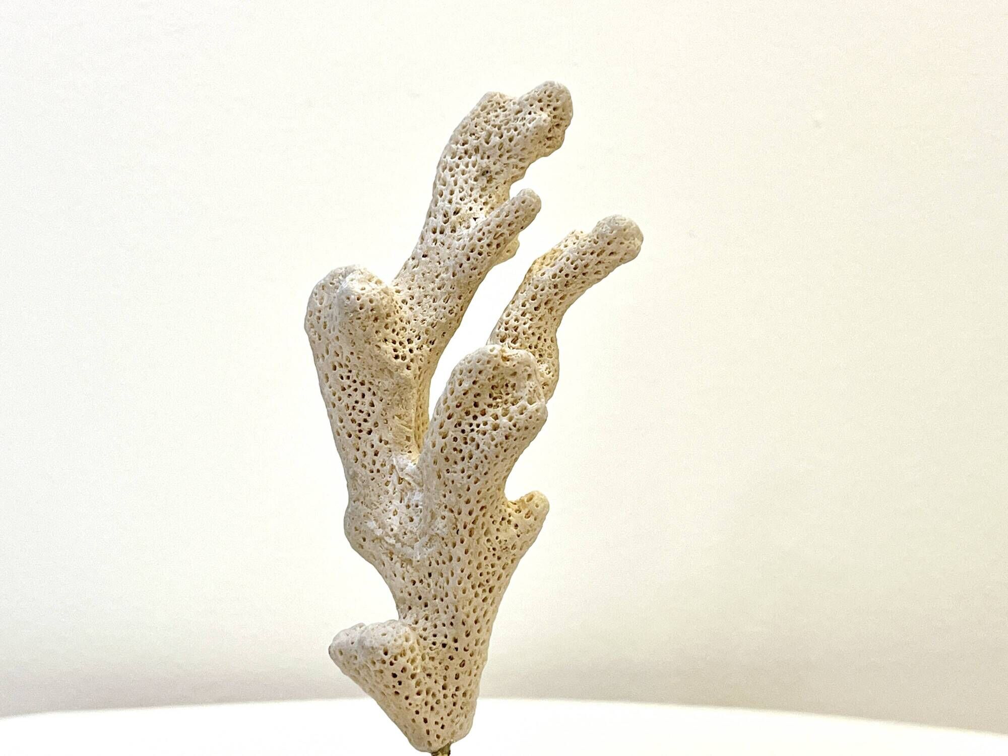 Branch of old natural white coral on wooden base cabinet of curiosities