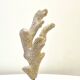 Branch of old natural white coral on wooden base cabinet of curiosities