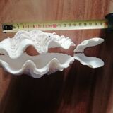 Giant clam shell