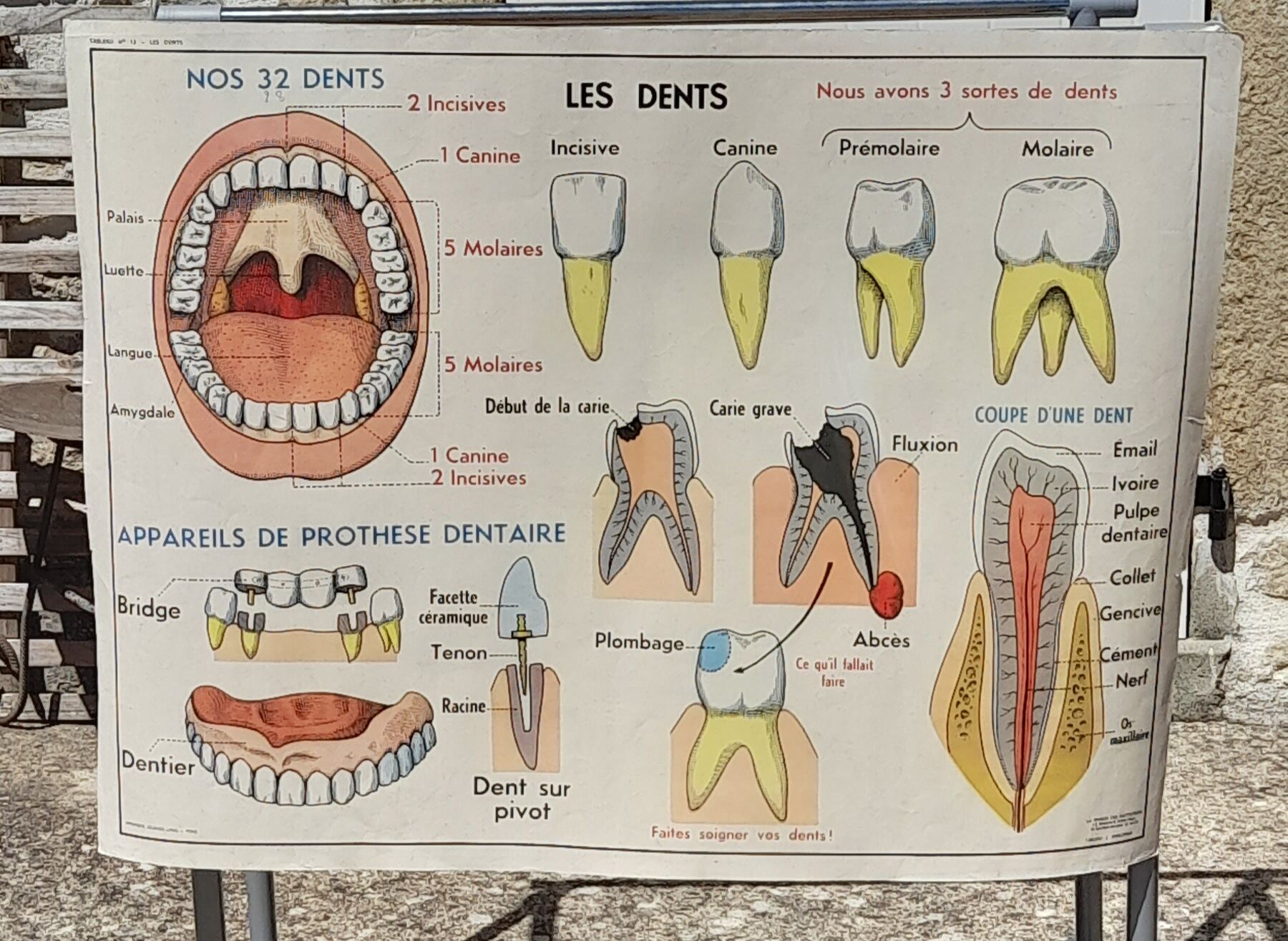 Anatomical school poster