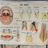 Anatomical school poster