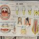 Anatomical school poster