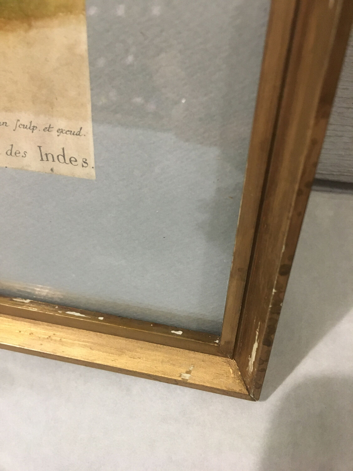 Ornithological engraving