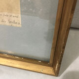 Ornithological engraving