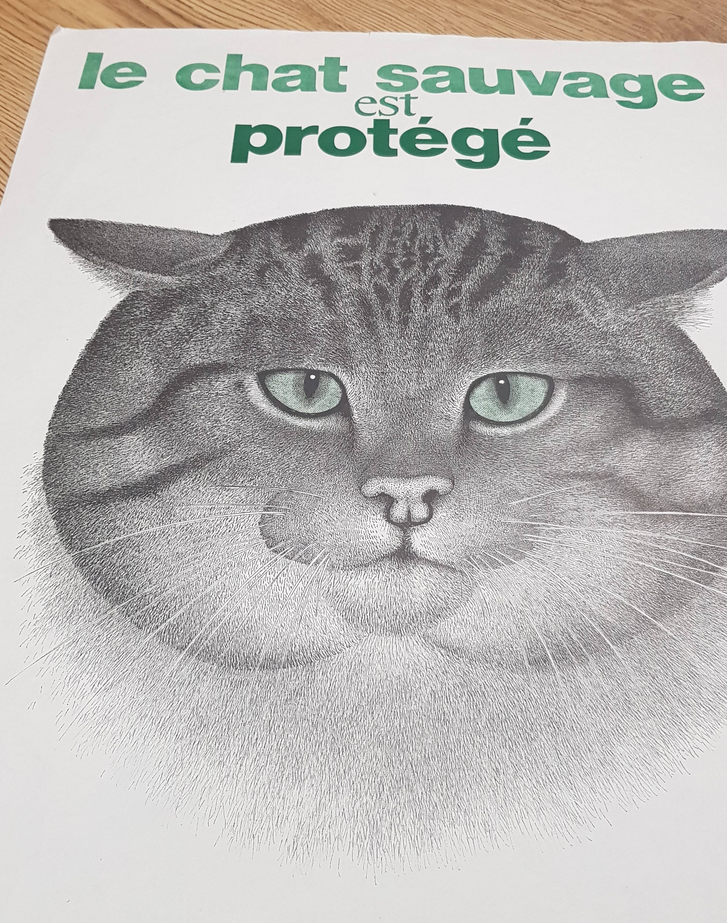 70's wild cat protection poster