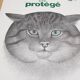 70's wild cat protection poster