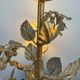 Florentine lamp with foliage from the 1970s.