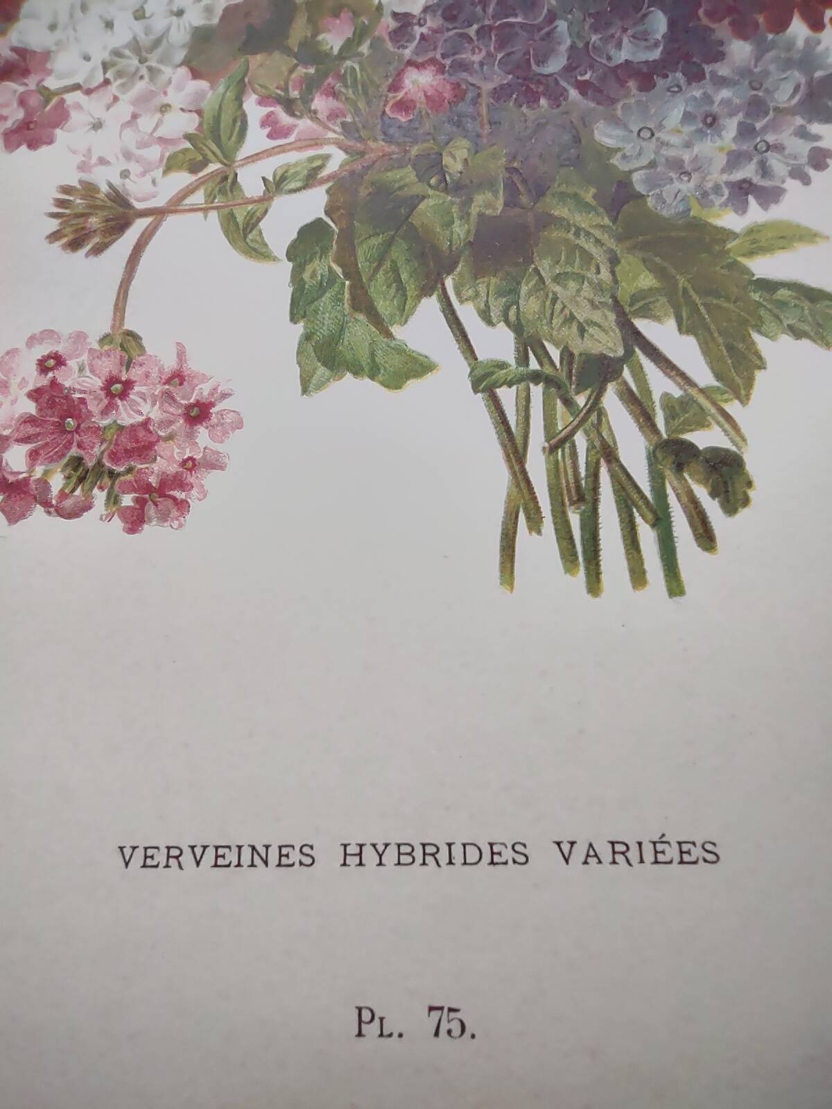 Gravure ancienne de 1899 de Élisa Champin -Verveine- Planche de fleurs