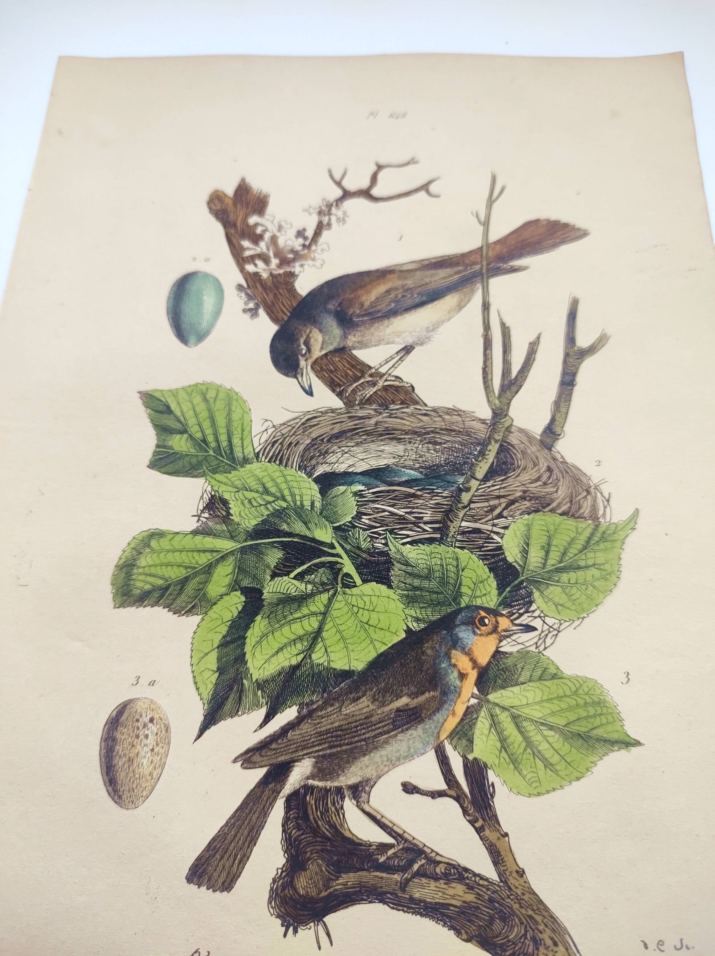 Old engraving from 1838 -Rossignol- Zoological hand-colored plate. Original. by Du Casse.