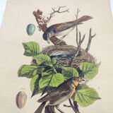 Gravure ancienne de 1838 -Rossignol- Planche coloriée à la main zoologique. Original. de Du Casse.
