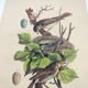 Old engraving from 1838 -Rossignol- Zoological hand-colored plate. Original. by Du Casse.
