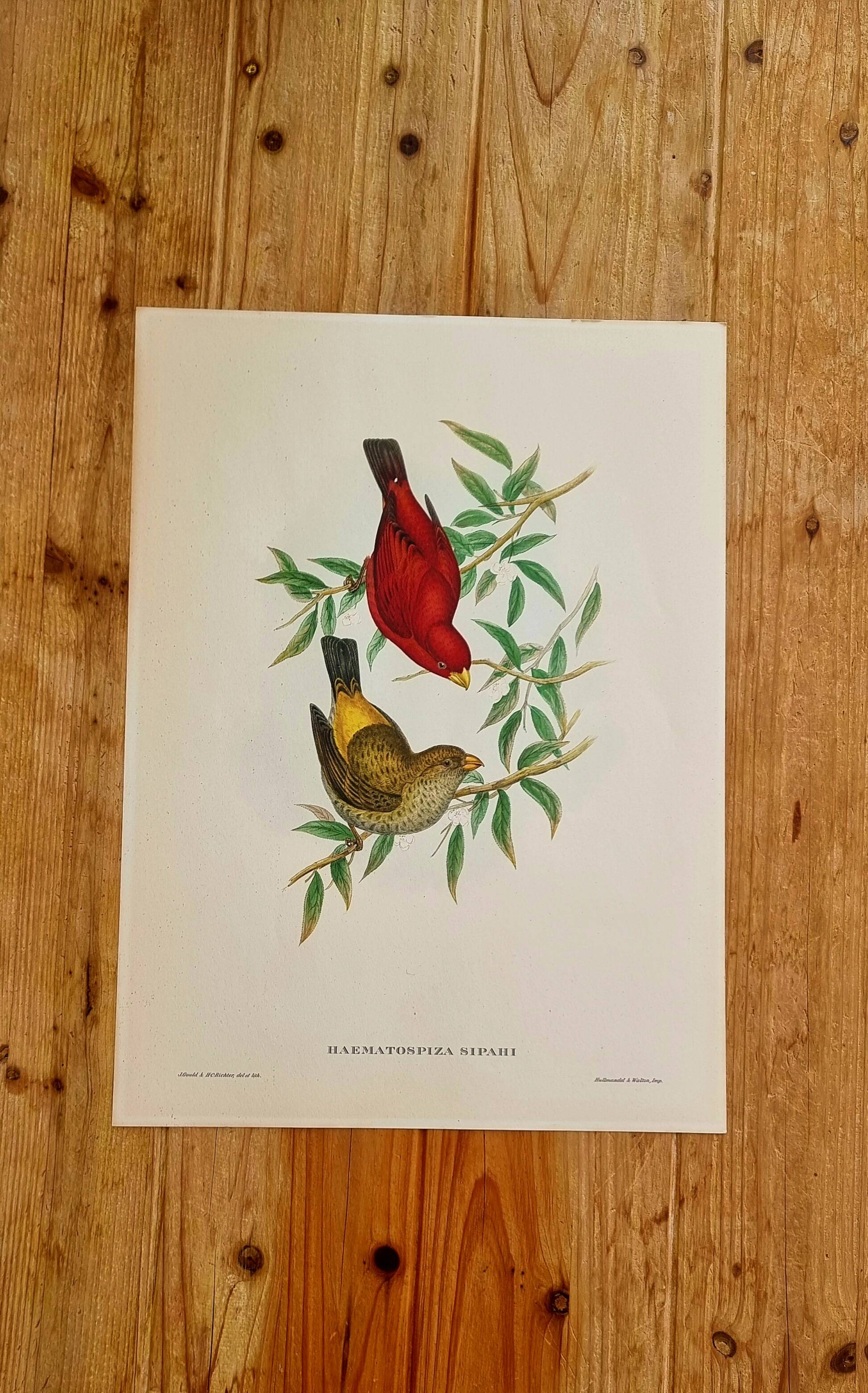 Bird lithograph "HAEMATOSPIZA SIPAHI" by J. Gould & H.C. Richter