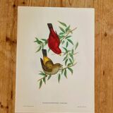 Bird lithograph "HAEMATOSPIZA SIPAHI" by J. Gould & H.C. Richter