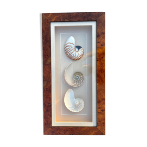 Cadre vitrine de coquillage - loupe