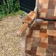 Voltaire armchair