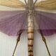 Frame under glass, naturalized insect Titanacris albipes
