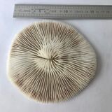 White Coral Fungia Scutaria