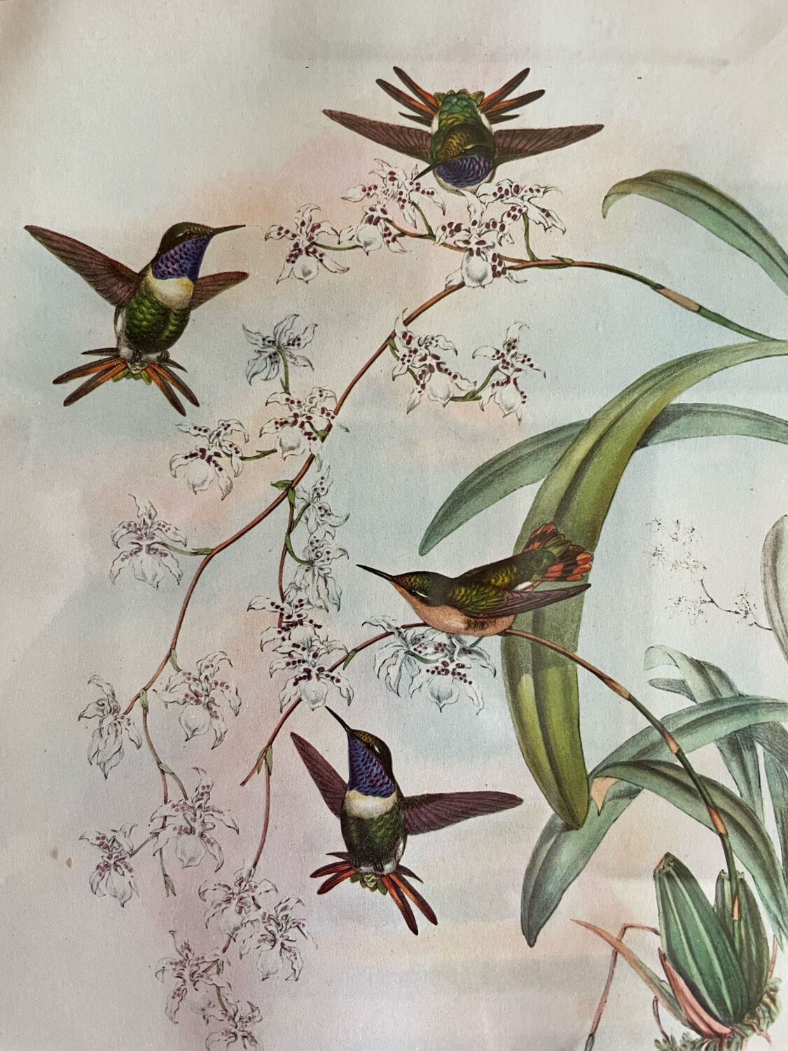 Old bird frames J. Gould and HC. Richter