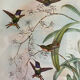 Old bird frames J. Gould and HC. Richter