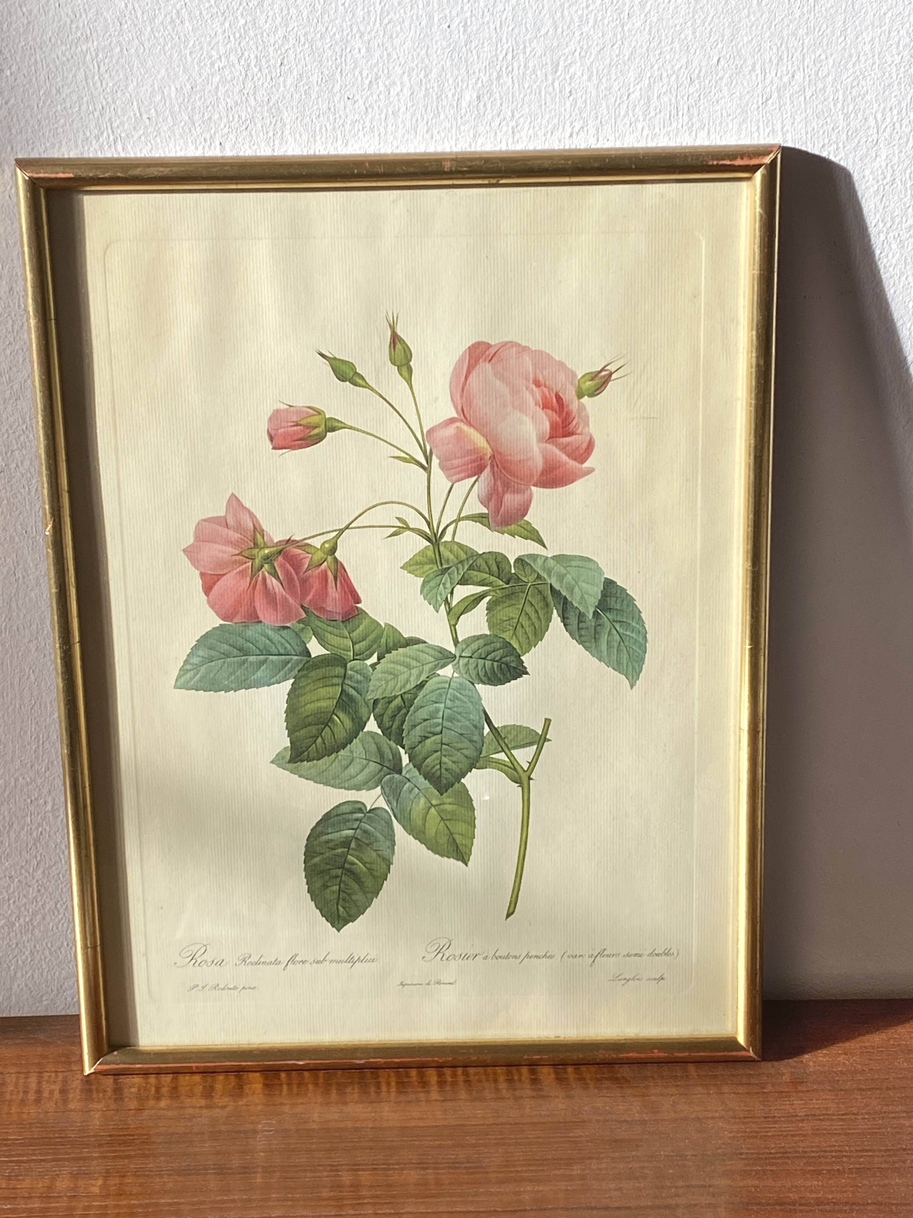 Large Plate / Botanical engraving of old roses by Redouté