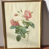 Large Plate / Botanical engraving of old roses by Redouté
