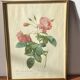 Grande Planche / Gravure botanique de roses anciennes par Redouté
