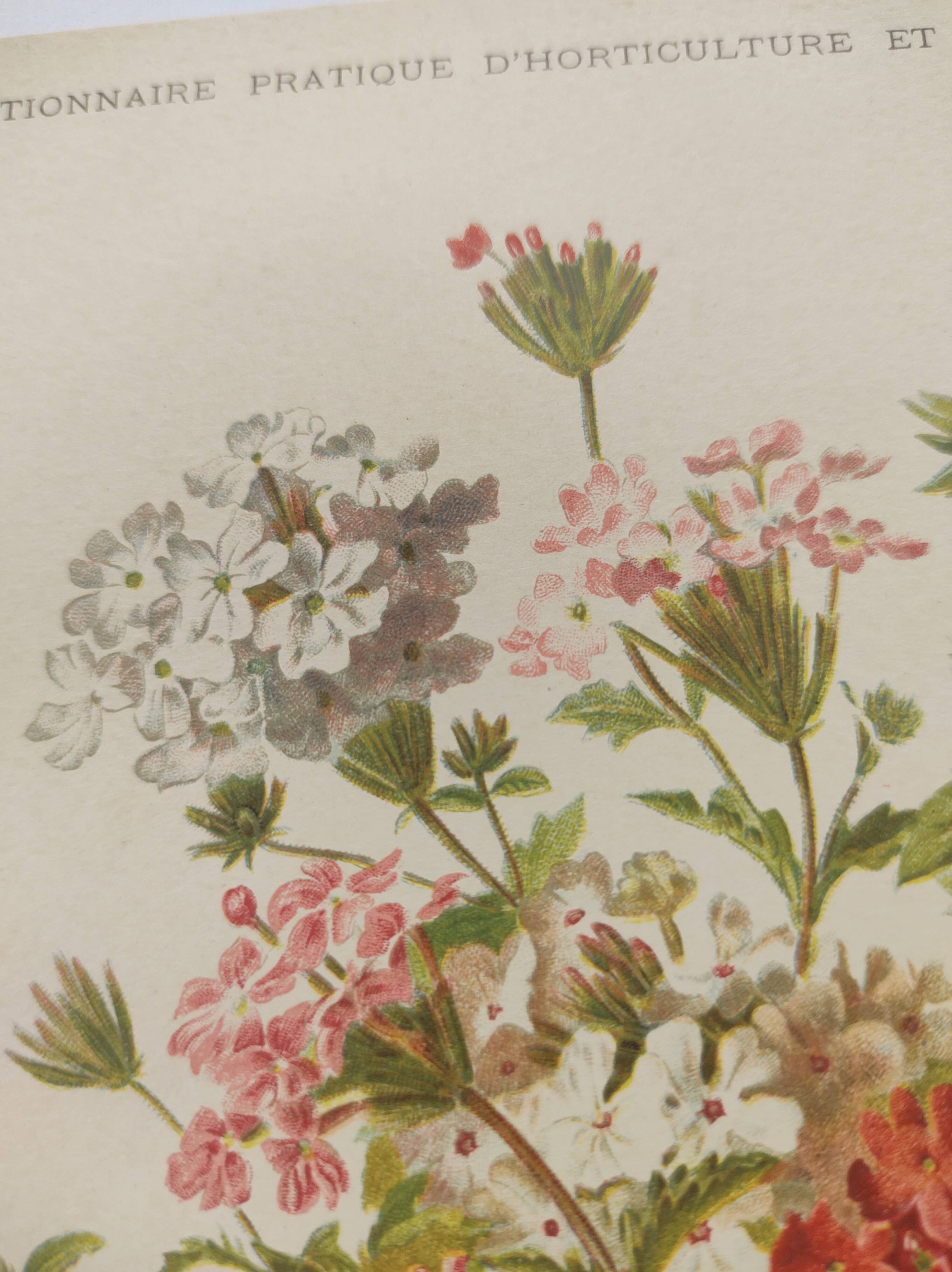 Gravure ancienne de 1899 de Élisa Champin -Verveine- Planche de fleurs